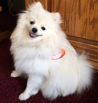 Pomeranian hotsell beanie baby